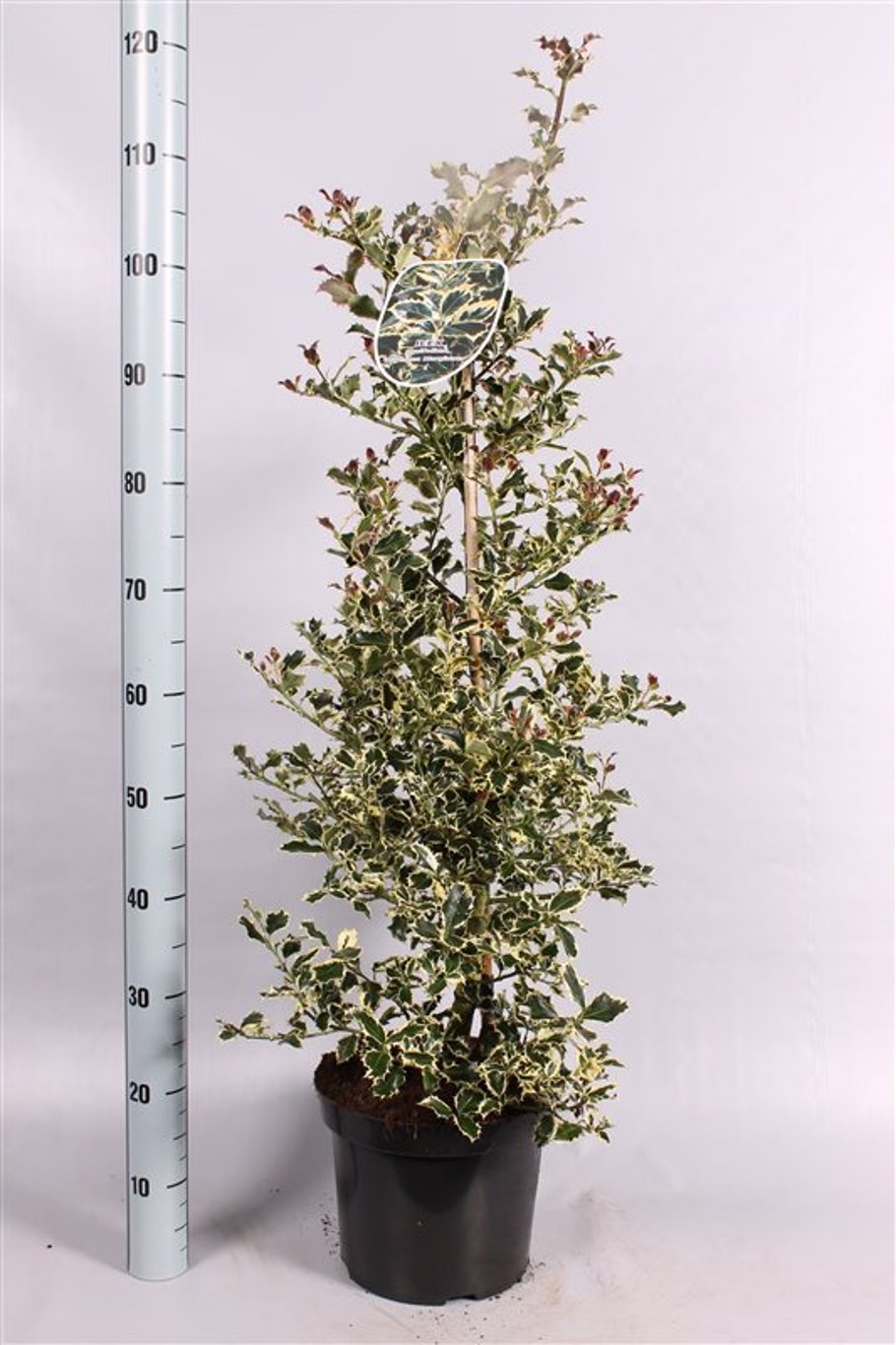 Ilex aq. 'Argentea Marginata' - C7.5 60-80 CM